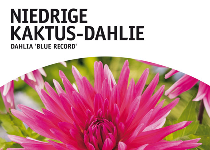 Dahl. Blue Record x1