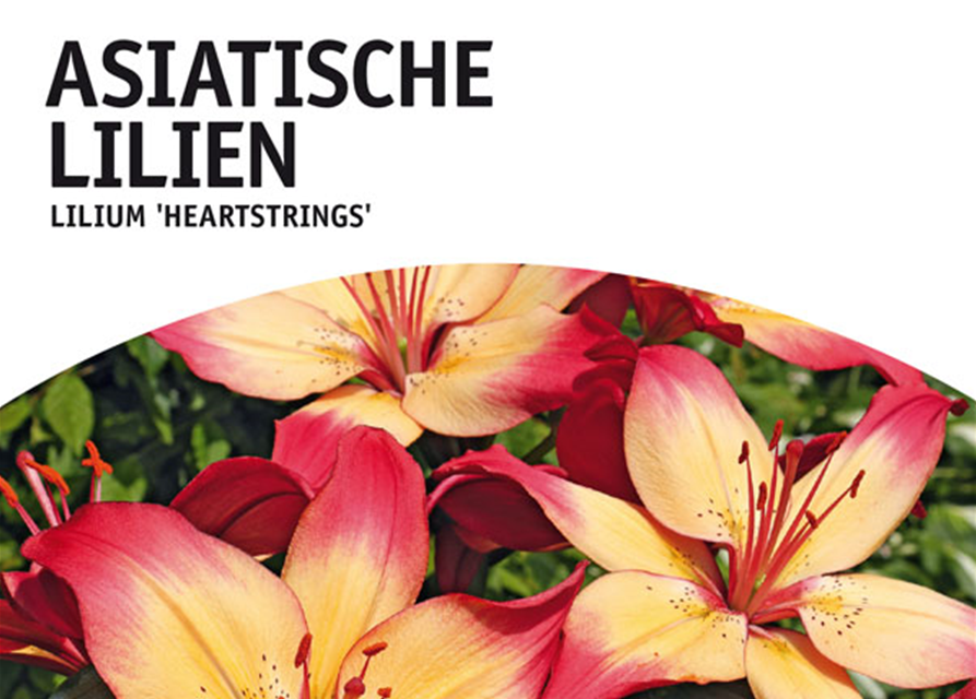 Lilien Heartstrings x2