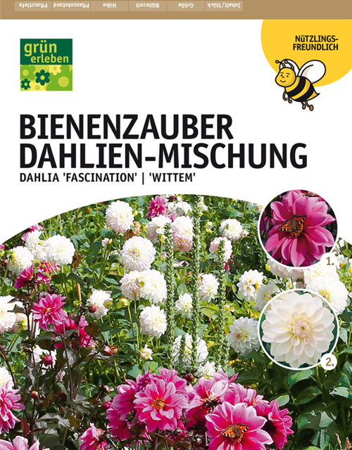 Dahlien Bienenzauber Mischung x4