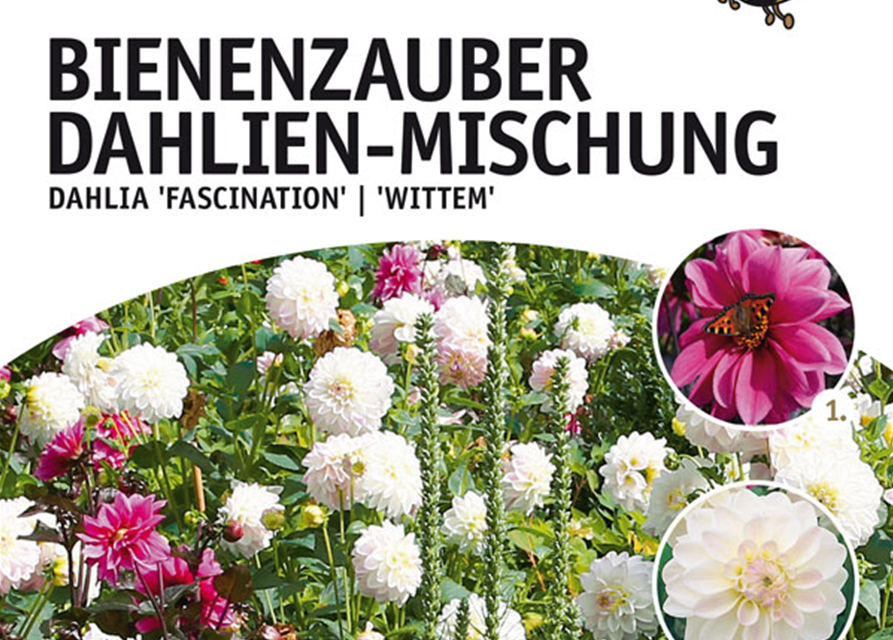 Dahlien Bienenzauber Mischung x4