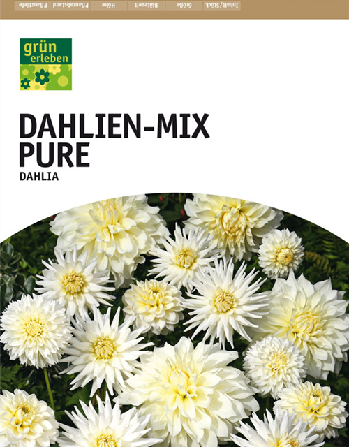 Dahlien Mischung Pure