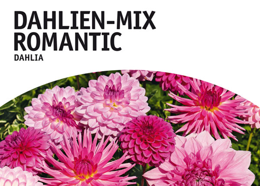 Dahlien Mischung Romantic x5