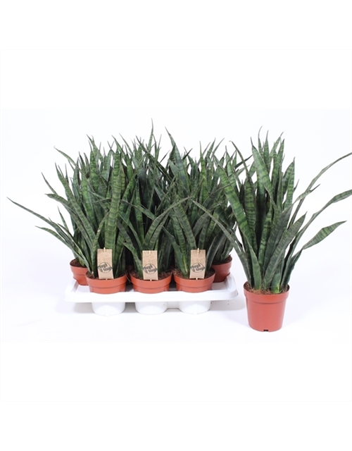 Sansevieria Kirkii