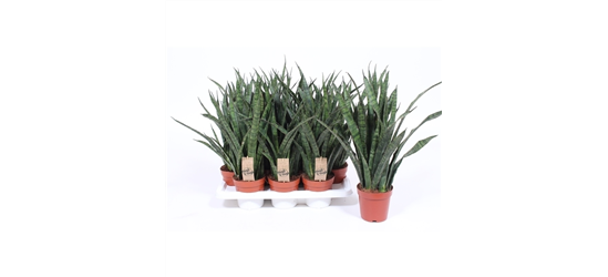 Sansevieria Kirkii