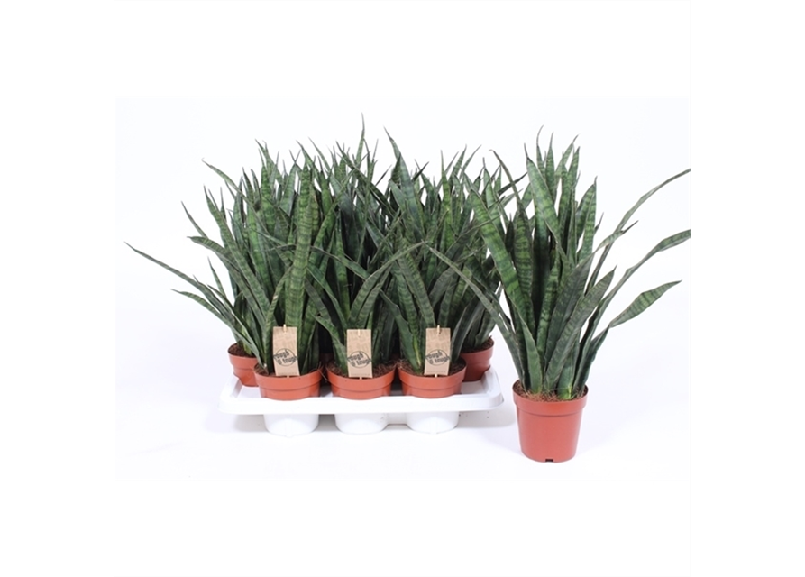 Sansevieria Kirkii