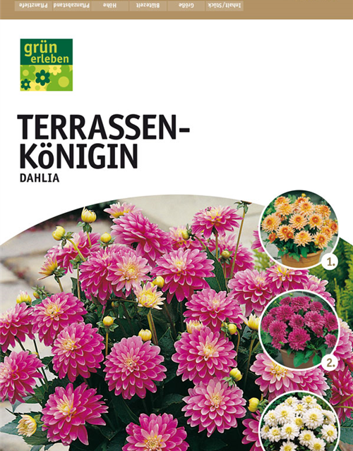 Dahlien Terrassekönigin Mischung 