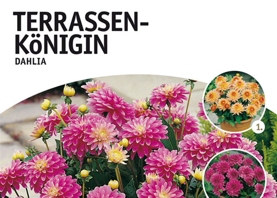 Dahlien Terrassekönigin Mischung 