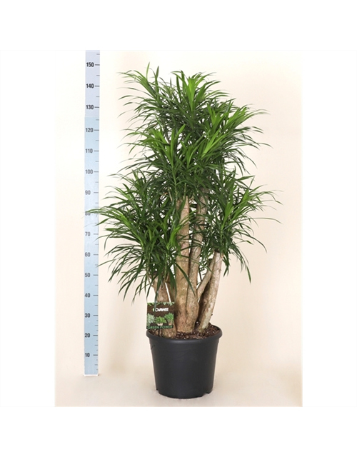 Dracaena Anita