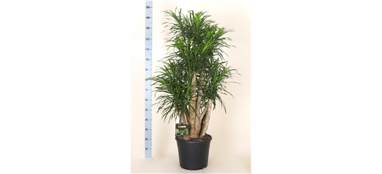 Dracaena Anita