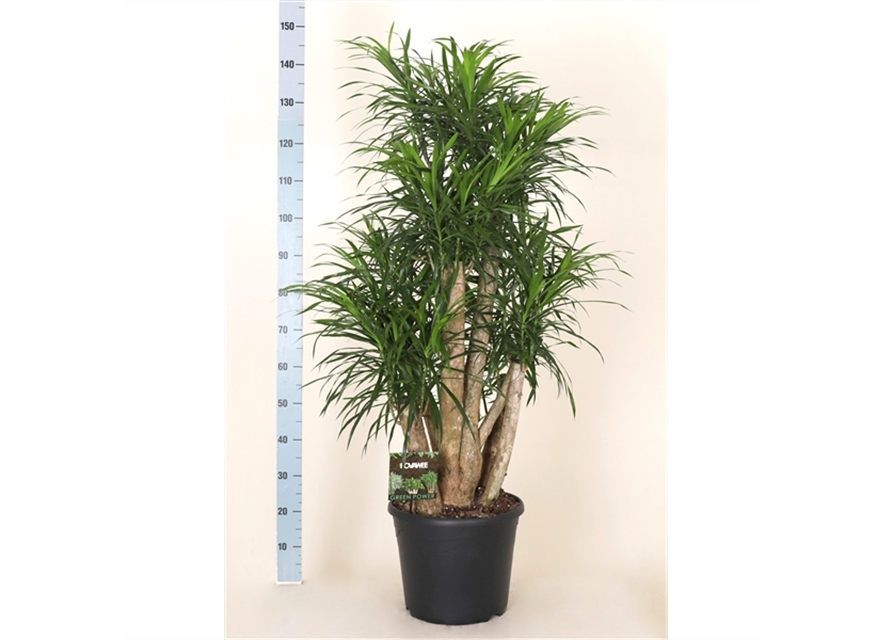 Dracaena Anita