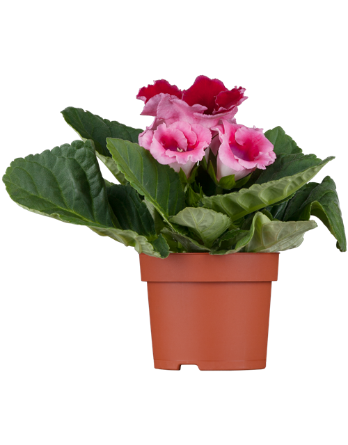 Gloxinia Sonata Red