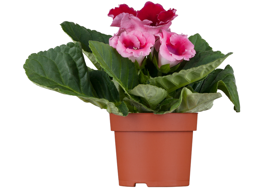 Gloxinia Sonata Red