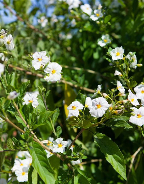 Jasminblütiger Nachtschatten, Stämmchen