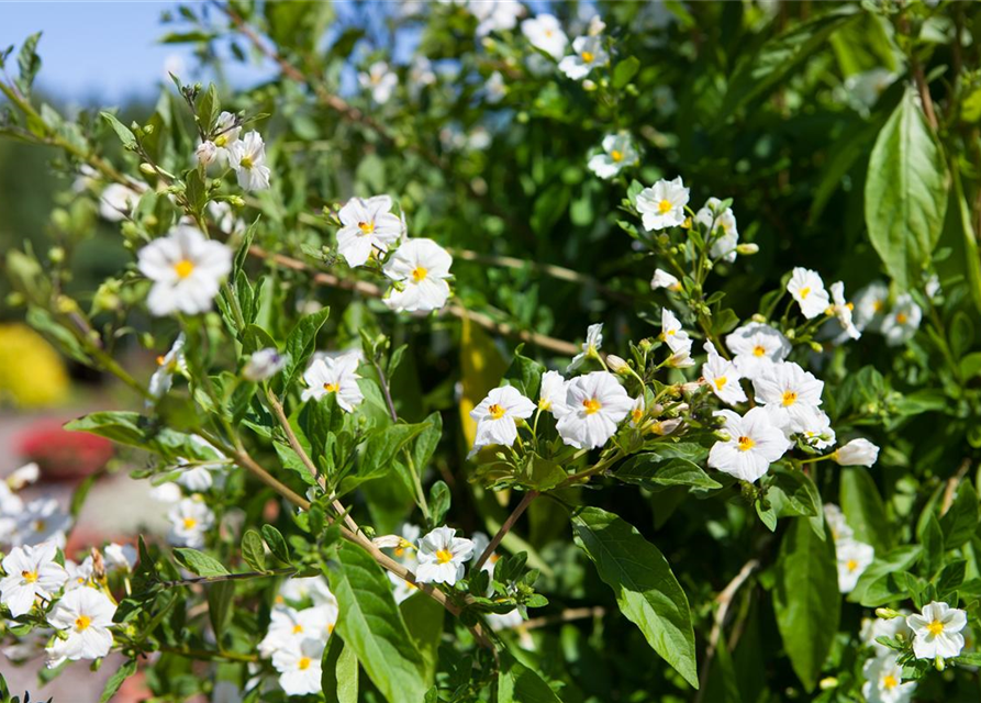 Jasminblütiger Nachtschatten, Stämmchen