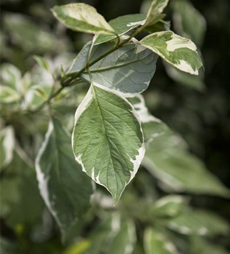 Hartriegel alba/sericea in SORTEN