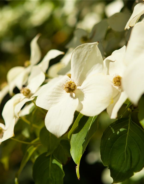 Chinesischer Blumen-Hartriegel