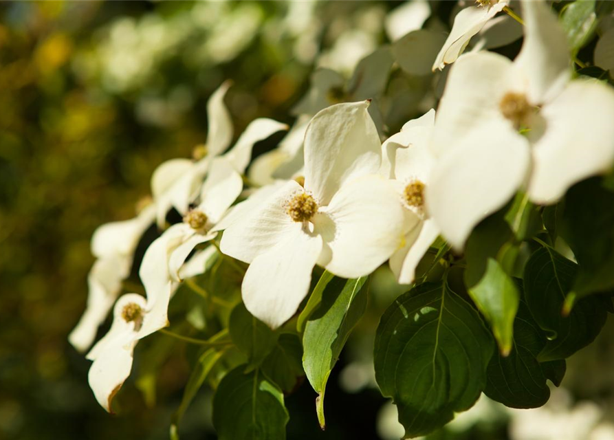 Chinesischer Blumen-Hartriegel