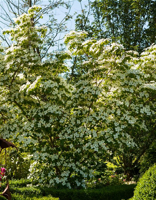 Chinesischer Blumen-Hartriegel