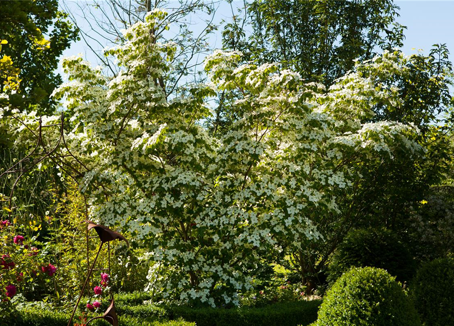 Chinesischer Blumen-Hartriegel