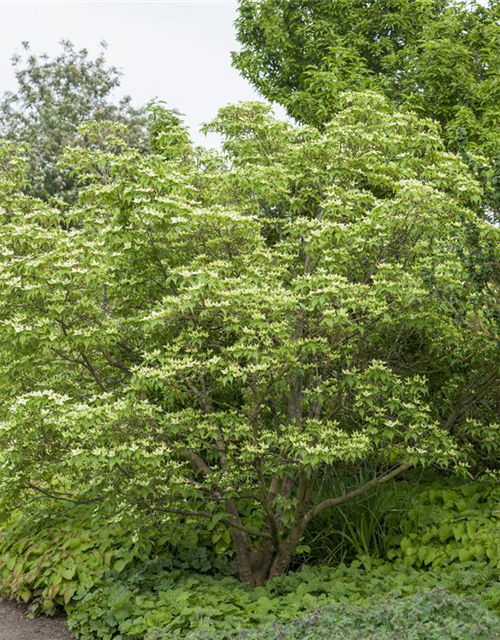 Chinesischer Blumen-Hartriegel