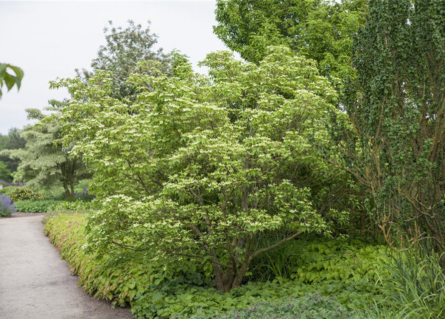 Chinesischer Blumen-Hartriegel