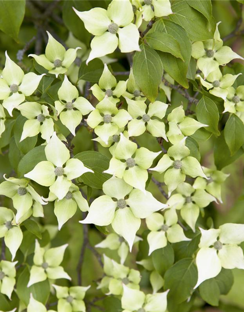 Chinesischer Blumen-Hartriegel