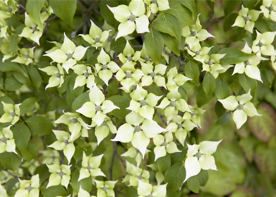 Chinesischer Blumen-Hartriegel