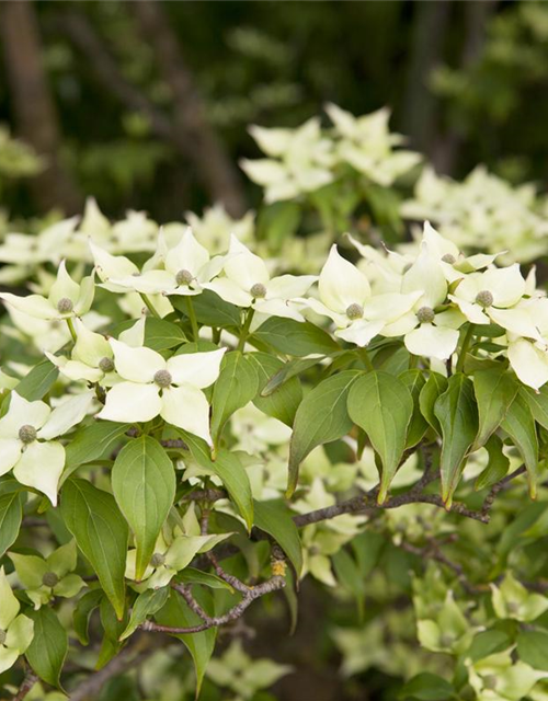 Chinesischer Blumen-Hartriegel