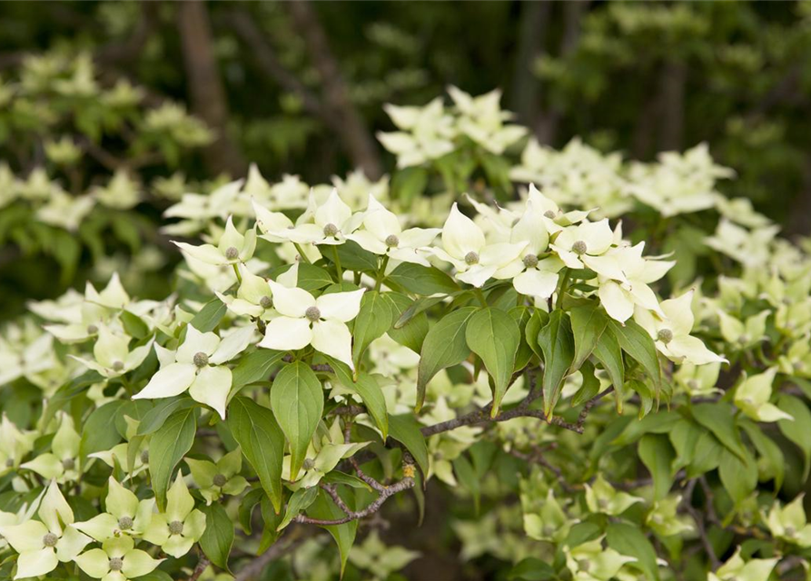 Chinesischer Blumen-Hartriegel