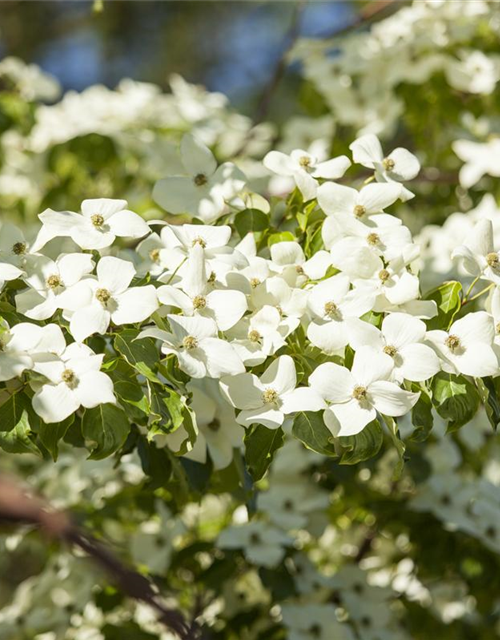 Chinesischer Blumen-Hartriegel