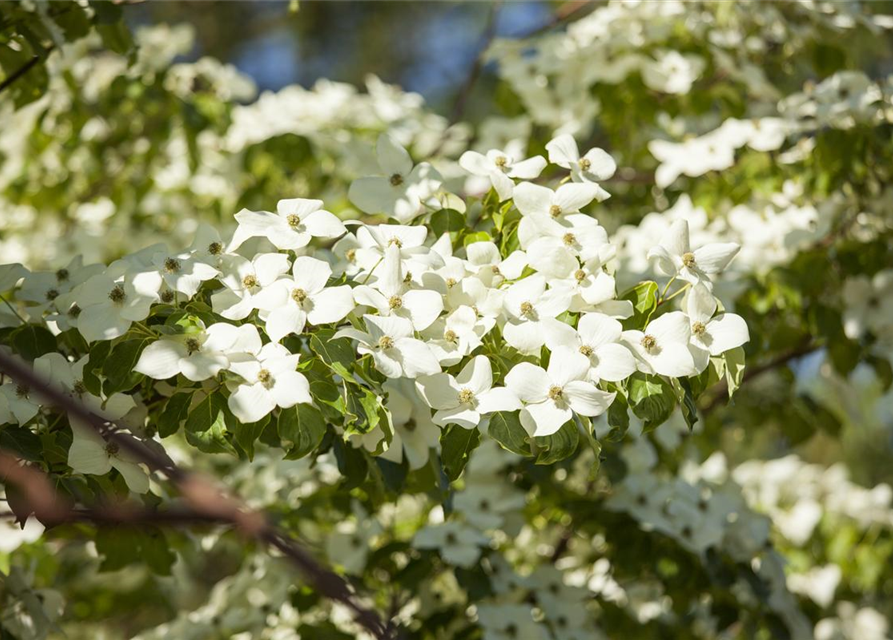 Chinesischer Blumen-Hartriegel