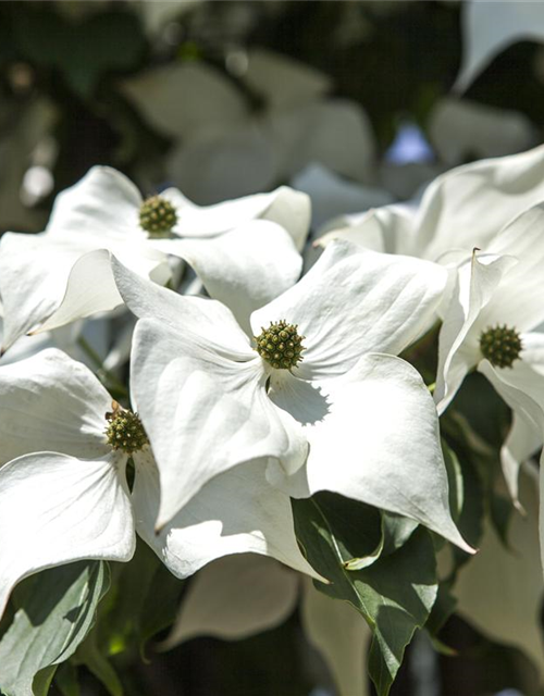 Chinesischer Blumen-Hartriegel