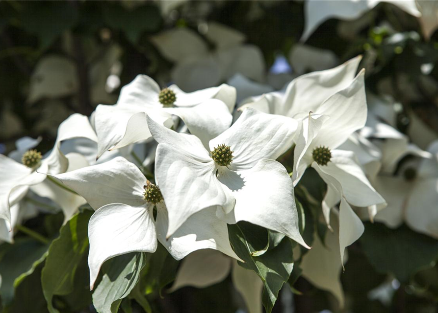 Chinesischer Blumen-Hartriegel