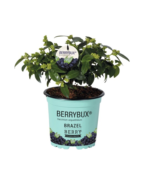 Heidelbeere, Blaubeeren Vaccinium BrazelBerry ® 'Berry Bux'