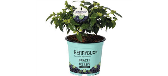 Heidelbeere, Blaubeeren Vaccinium BrazelBerry ® 'Berry Bux'