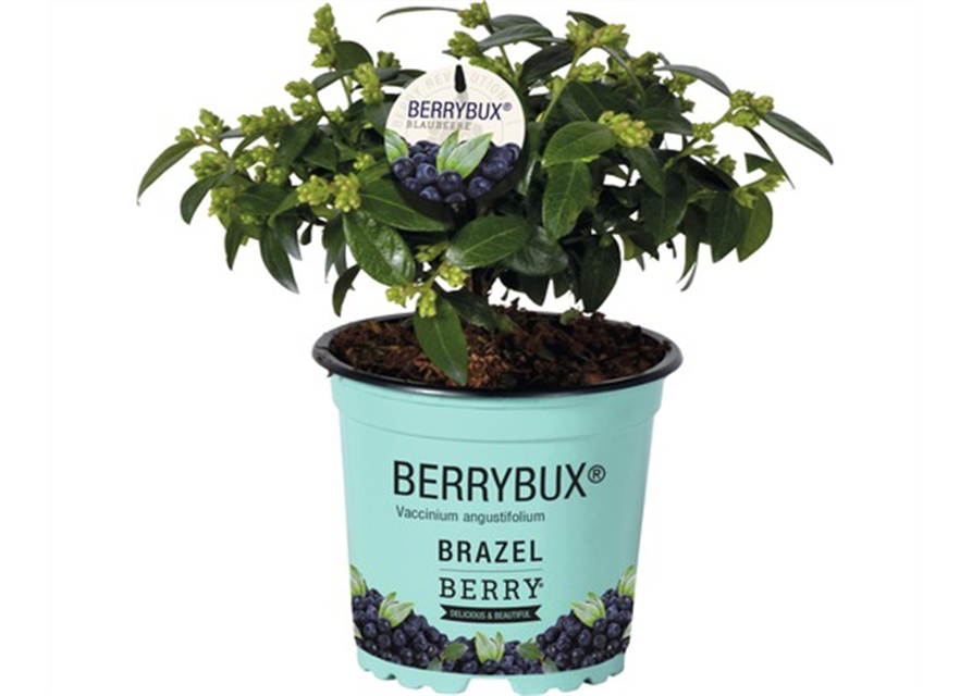 Heidelbeere, Blaubeeren Vaccinium BrazelBerry ® 'Berry Bux'