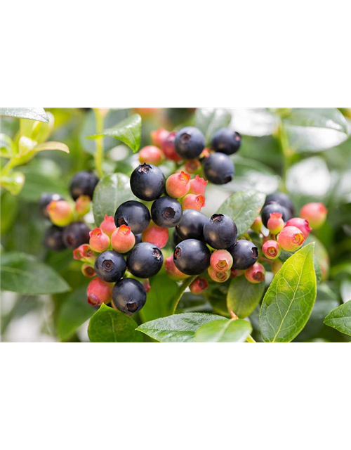 Heidelbeere, Blaubeeren Vaccinium BrazelBerry ® 'Berry Bux'