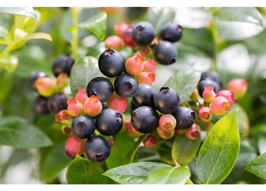 Heidelbeere, Blaubeeren Vaccinium BrazelBerry ® 'Berry Bux'