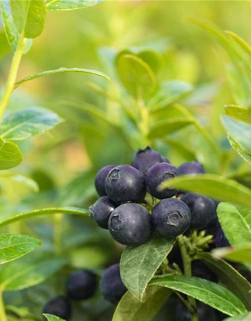 Heidelbeere, Blaubeeren Vaccinium BrazelBerry ® 'Berry Bux'