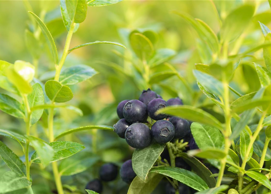 Heidelbeere, Blaubeeren Vaccinium BrazelBerry ® 'Berry Bux'