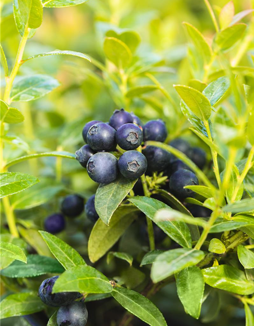 Heidelbeere, Blaubeeren Vaccinium BrazelBerry ® 'Berry Bux'