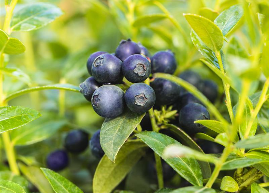 Heidelbeere, Blaubeeren Vaccinium BrazelBerry ® 'Berry Bux'