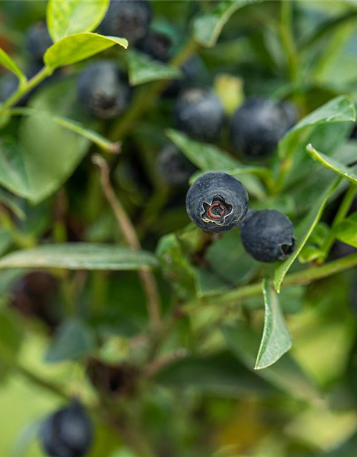 Heidelbeere, Blaubeeren Vaccinium BrazelBerry ® 'Berry Bux'