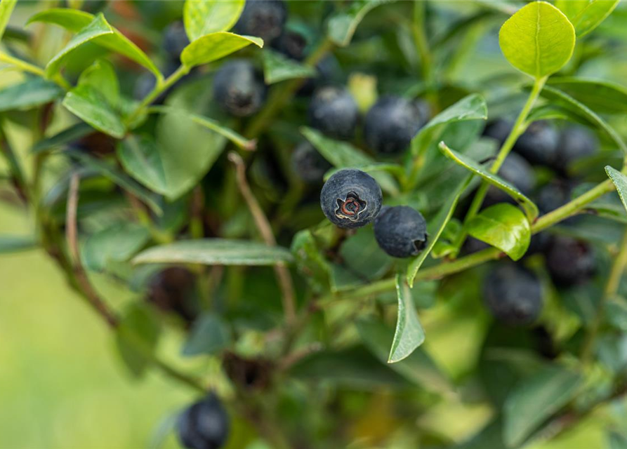 Heidelbeere, Blaubeeren Vaccinium BrazelBerry ® 'Berry Bux'