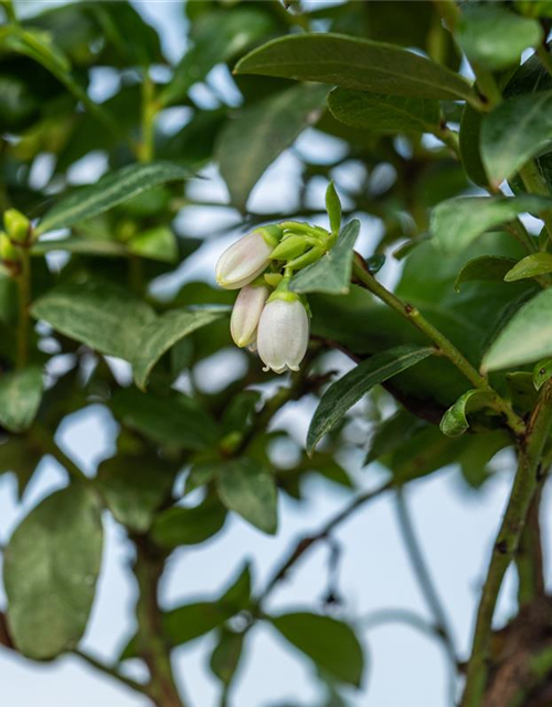 Heidelbeere, Blaubeeren Vaccinium BrazelBerry ® 'Berry Bux'