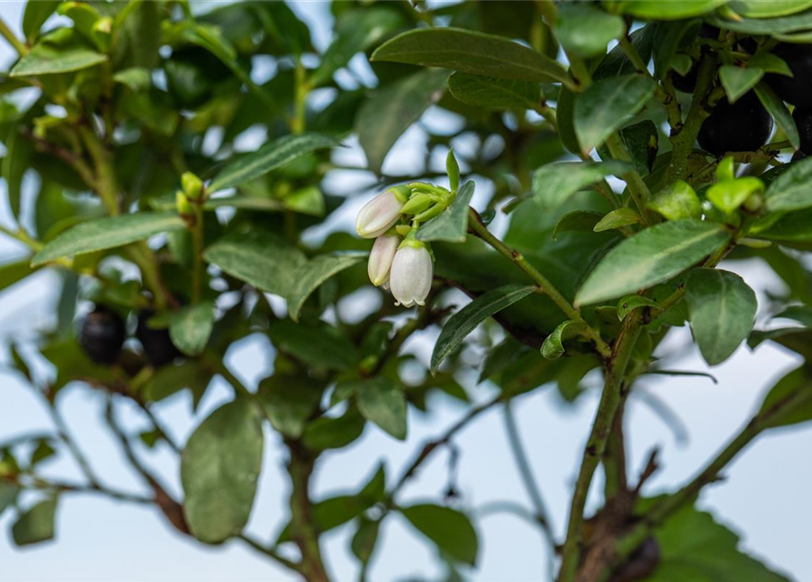 Heidelbeere, Blaubeeren Vaccinium BrazelBerry ® 'Berry Bux'