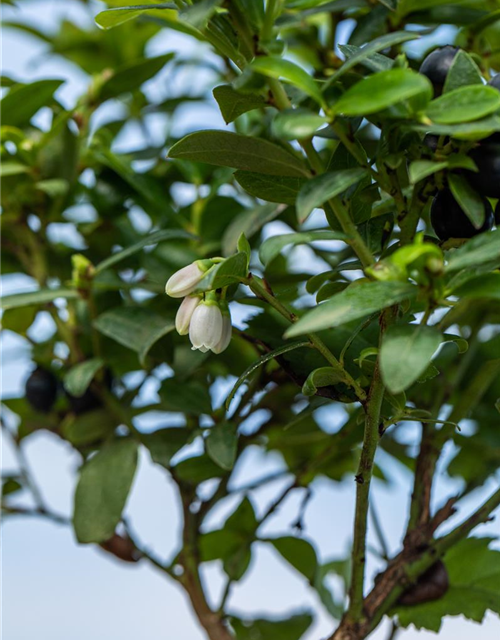 Heidelbeere, Blaubeeren Vaccinium BrazelBerry ® 'Berry Bux'