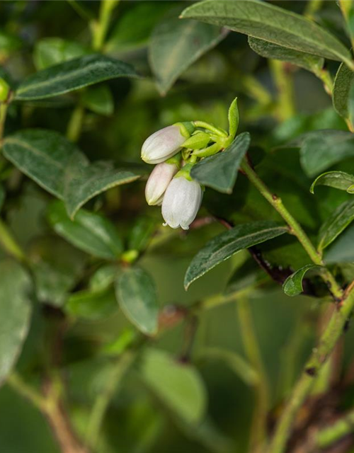 Heidelbeere, Blaubeeren Vaccinium BrazelBerry ® 'Berry Bux'