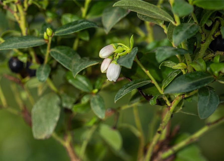 Heidelbeere, Blaubeeren Vaccinium BrazelBerry ® 'Berry Bux'