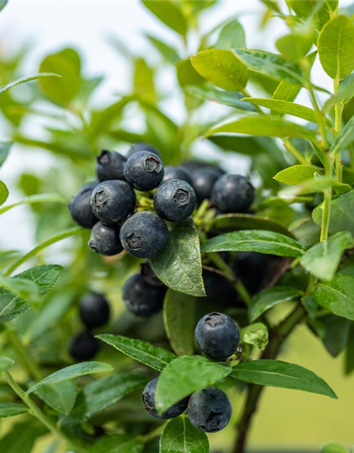 Heidelbeere, Blaubeeren Vaccinium BrazelBerry ® 'Berry Bux'